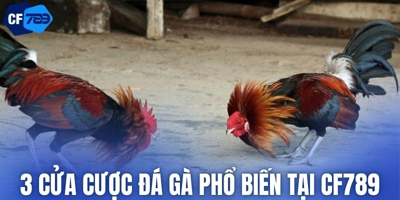 Các loại cược phổ biến trong đá gà trên mạng tại CF789