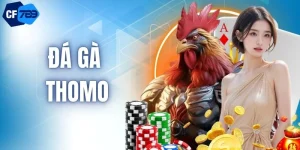 Trải Nghiệm Đá Gà Thomo Đầy Kịch Tính Tại Sân Chơi CF789