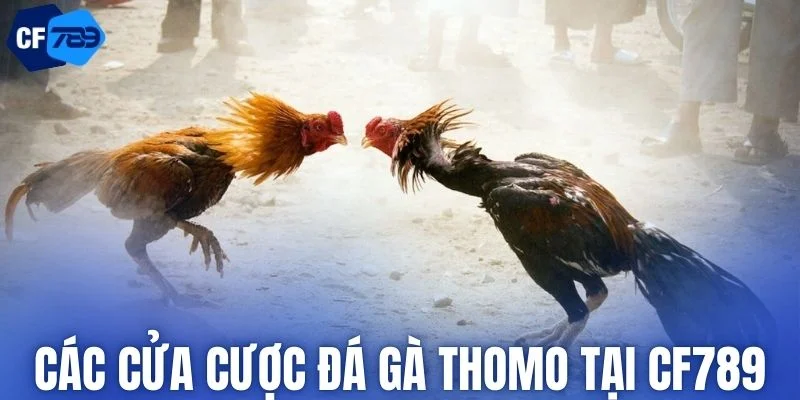 Những kèo cược phổ biến khi tham gia đá gà thomo