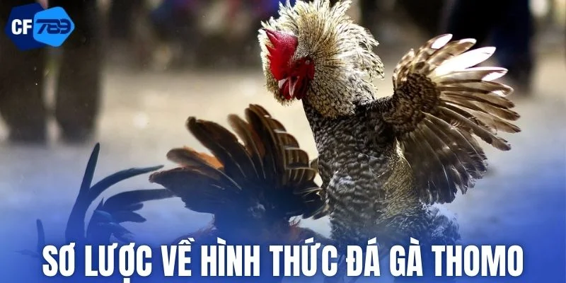 Khái quát đôi nét về đá gà thomo tại CF789