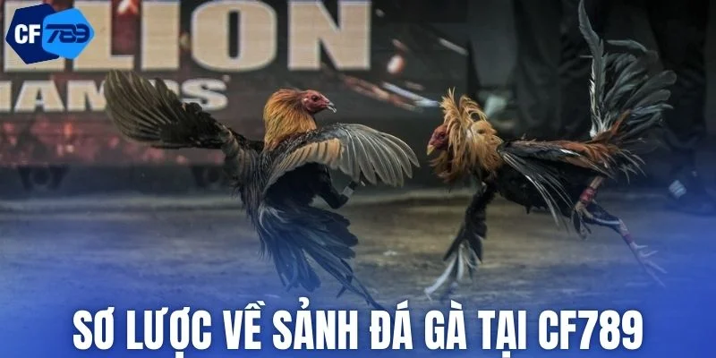Tìm hiểu chung về đá gà tại CF789