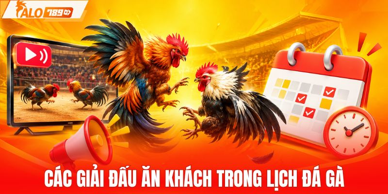 Các giải chọi gà ăn khách được cập nhật lịch phát sóng