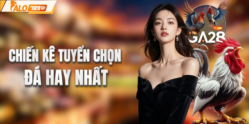 Chiến kê tuyển chọn đá hay nhất