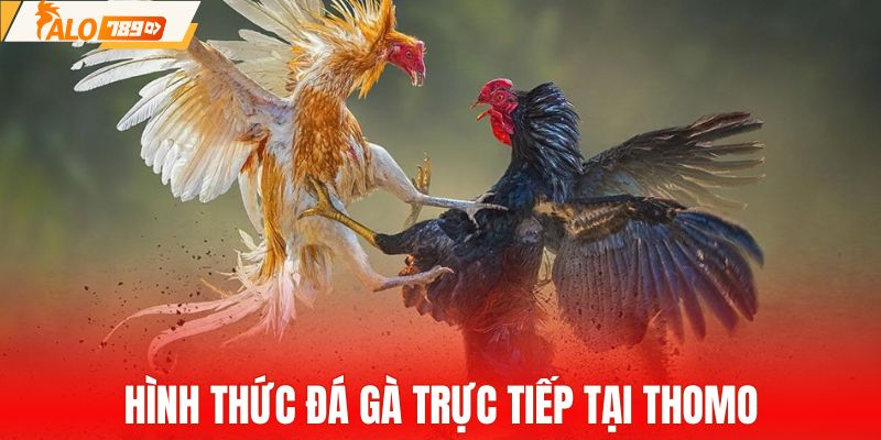Đá gà trực tiếp ăn khách tại đấu trường Thomo