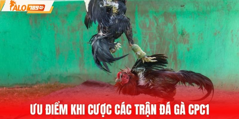 Điểm cộng hút khách của các trận đá gà CPC1