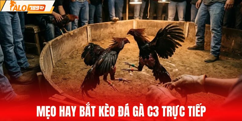 Kinh nghiệm bắt kèo chọi gà C3 nhanh thắng