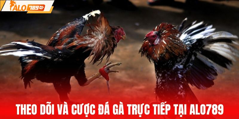 Theo dõi và đặt cược chọi gà trực tiếp tại ALO789
