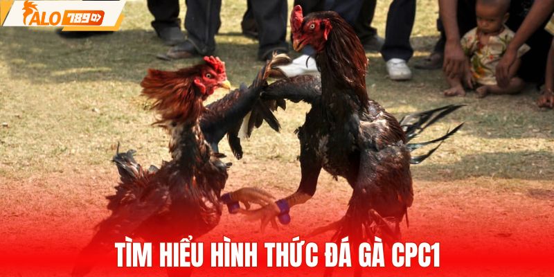 Tìm hiểu cơ bản đá gà CPC1 tại khu vực Thomo